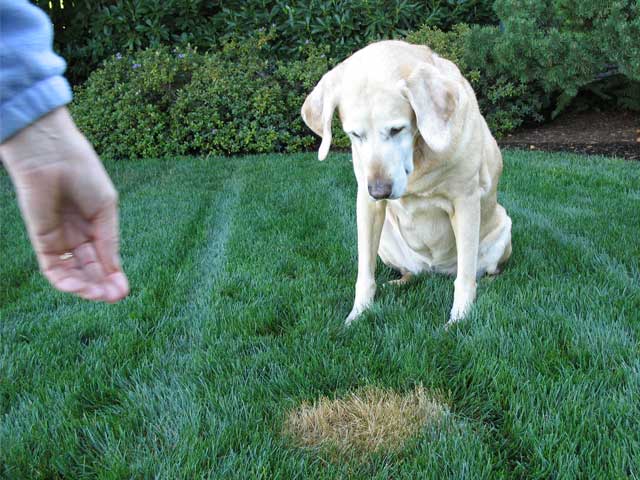 4. Podawaj swojemu psu suplement oszczędzający trawę