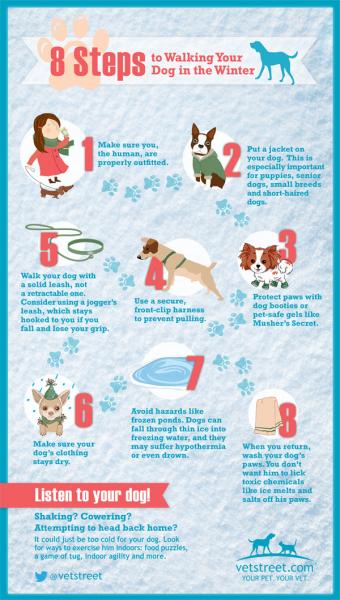 Jak wyprowadzać psa na spacer zimą (10 wskazówek dotyczących bezpieczeństwa)