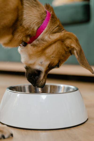 Czy plastikowe miski lub pojemniki są szkodliwe dla karmy dla psów? Przewodnik zatwierdzony przez weterynarza