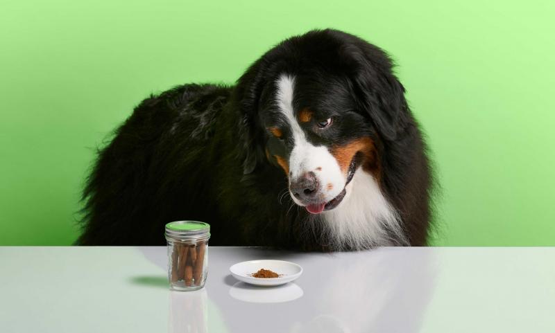 Jak zapobiegać zatruciu solą u psa?