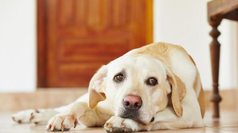 7 oznak, że pies z cukrzycą umiera