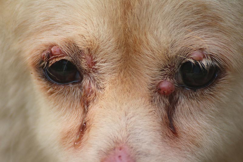 Guzki na oku mojego psa: objawy, przyczyny i pielęgnacja (odpowiedź weterynarza)