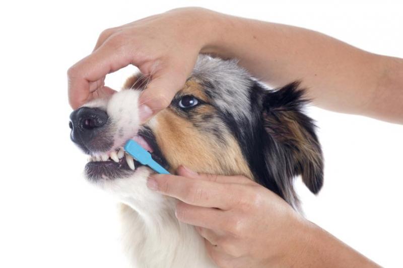 Opieka stomatologiczna dla psów: Wszystko, co musisz wiedzieć