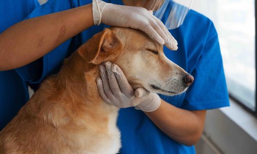 10 najczęstszych chorób skóry u psów: objawy i leczenie zatwierdzone przez weterynarza