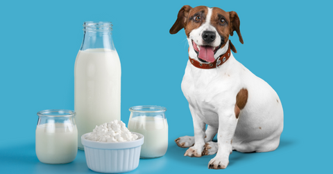 Jaki jest najlepszy sposób na zapewnienie psu niezbędnych składników odżywczych?