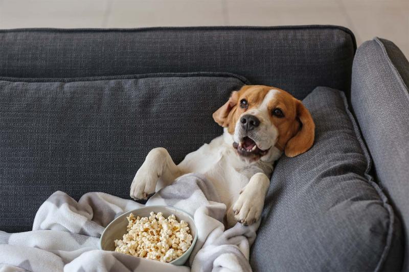 Ile popcornu może zjeść kot?