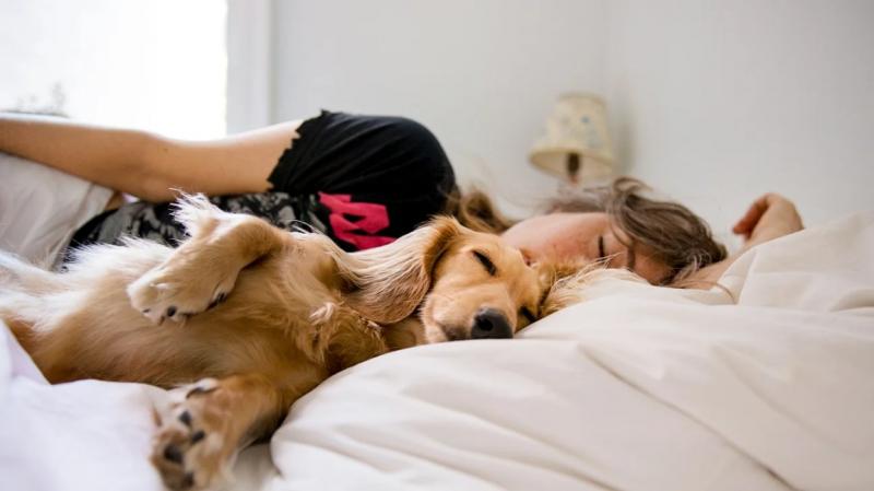 Dlaczego sen jest ważny dla psów