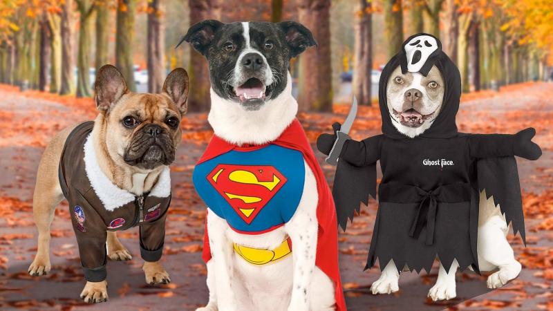 10 najlepszych kostiumów dla psów w 2024 roku - recenzje i najlepsze propozycje