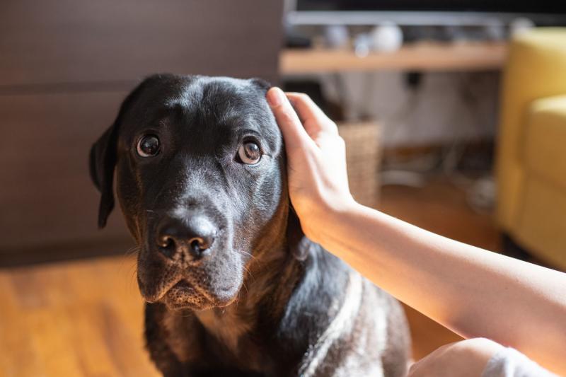 Dlaczego nigdy nie należy klepać psa po głowie (powody i zrozumienie zachowań psów)