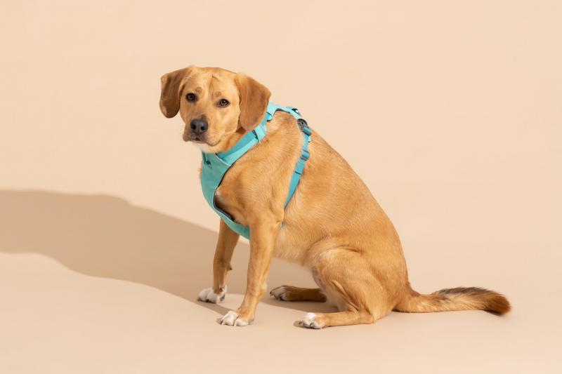 3. Chai's Choice Premium Outdoor Adventure 3M Polyester Reflective Front Clip Dog Harness - wybór premium