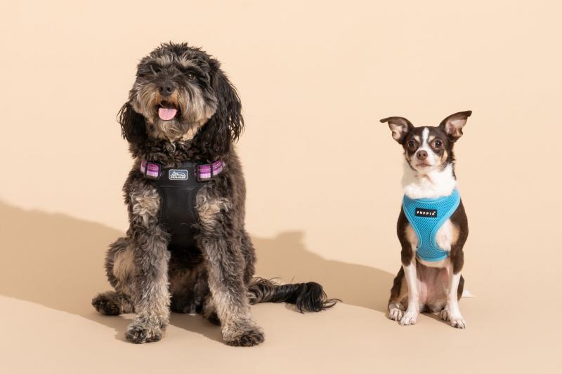 3. Chai's Choice Outdoor Adventure Dog Harness - wybór premium