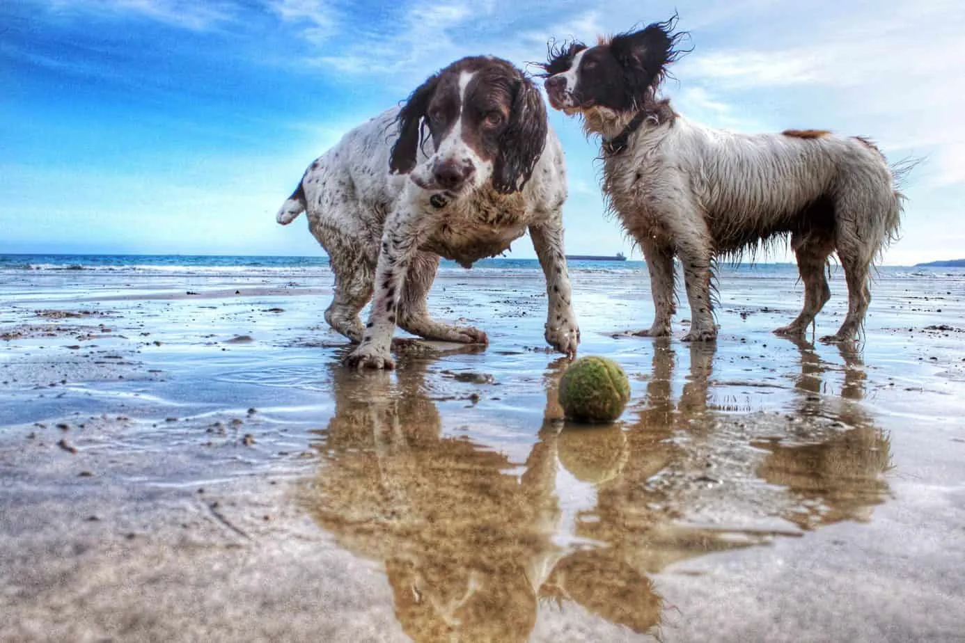 Inną fantastyczną opcją na zabawę przyjazną psom jest Bonita Beach Dog Park w Bonita Springs, zaledwie kilka minut jazdy od Marco Island. Park ten ma przestronny, ogrodzony teren, na którym psy mogą bawić się i nawiązywać kontakty towarzyskie poza smyczy. Znajduje się tam nawet oddzielny obszar dla małych psów, dzięki czemu Twój pupil może bezpiecznie wchodzić w interakcje z psami podobnej wielkości.