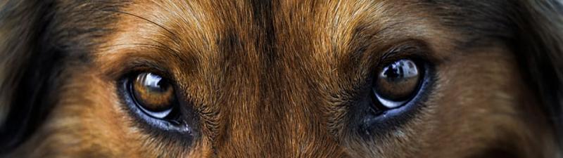 Typowe objawy zapalenia spojówek u psów obejmują: