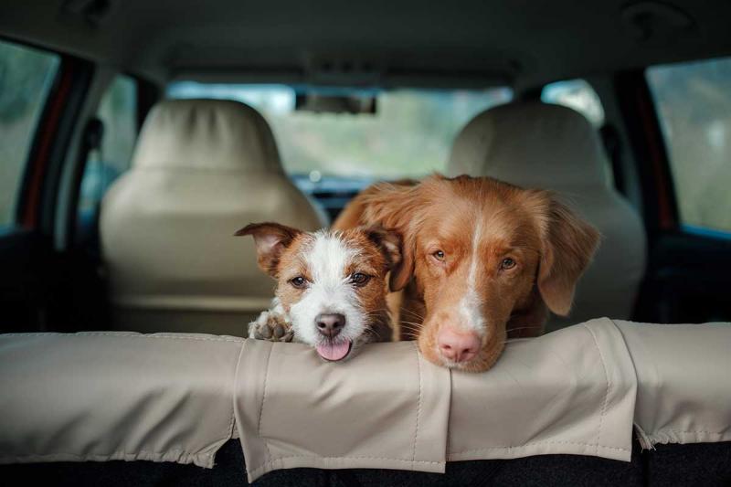 10 sposobów na uspokojenie psa w samochodzie