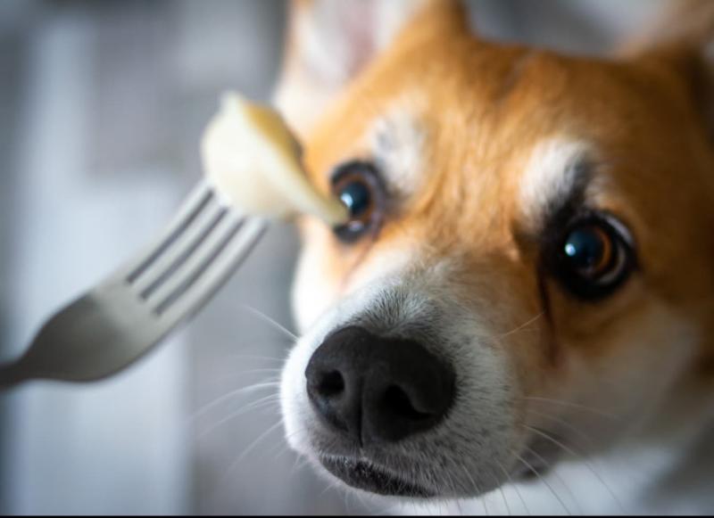 Czy psy mogą jeść ravioli? Fakty zweryfikowane przez weterynarza i przewodnik bezpieczeństwa