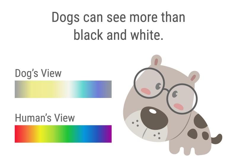 dogs-see-less-colors-humans-1353408-5717473