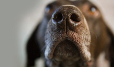 Czy pies może wyczuć wodę? Zdolności węchowe psów zbadane