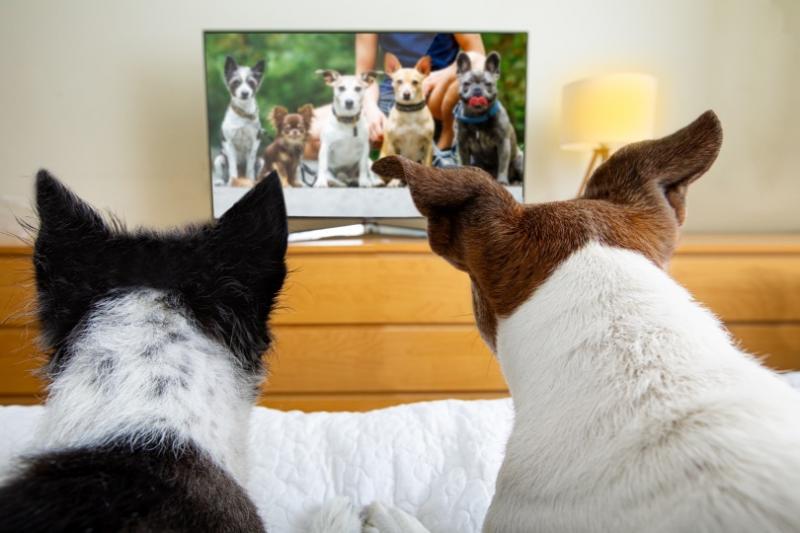 Czy oglądanie filmów o psach jest dla ciebie dobre? (Co mówi nauka!)