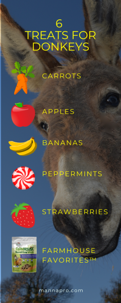 Czy osły mogą jeść marchew? Korzyści, dieta i najczęściej zadawane pytania