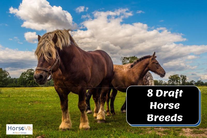 8 najspokojniejszych ras koni
