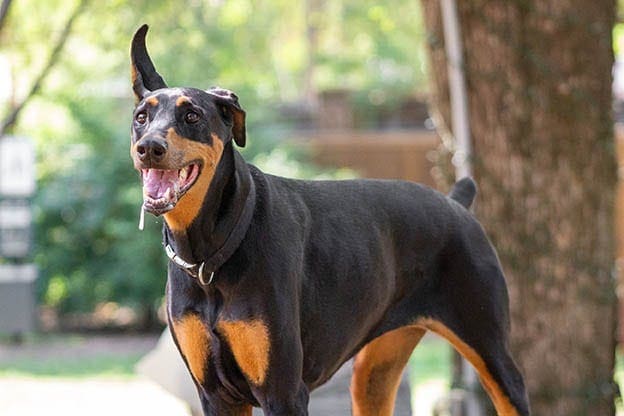 8 powodów, dla których pies ślini się w psim parku