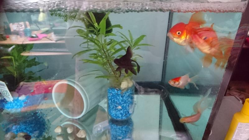 Najlepsze podłoże dla akwarium ze złotą rybką: Fakty i najczęściej zadawane pytania dotyczące akwarystyki