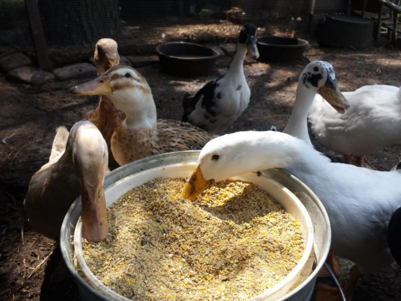 Czy kaczki mogą jeść kukurydzę? Dieta i porady zdrowotne