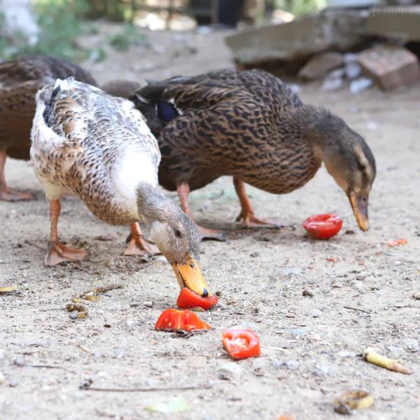 Czy kaczki mogą jeść pomidory? Wytyczne dotyczące zdrowia i odżywiania