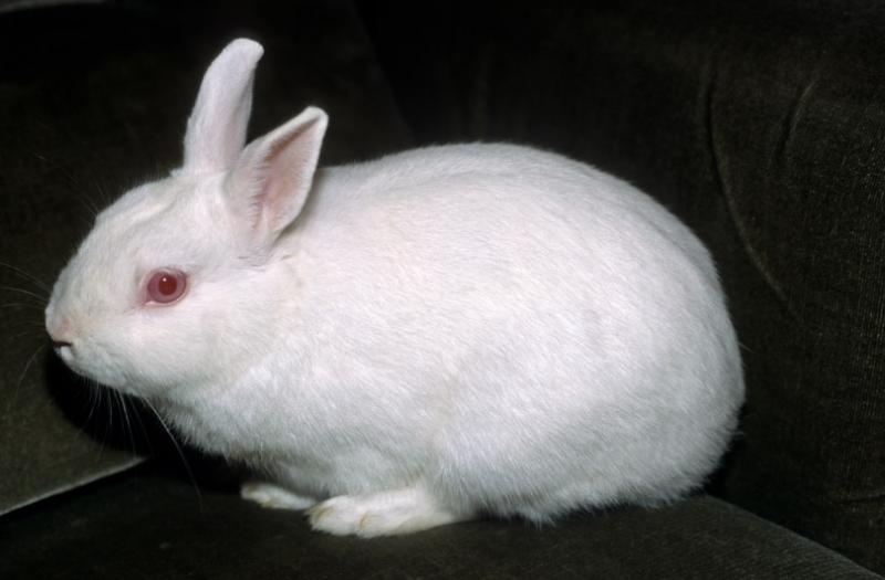 7 najdłużej żyjących ras królików (ze zdjęciami)
