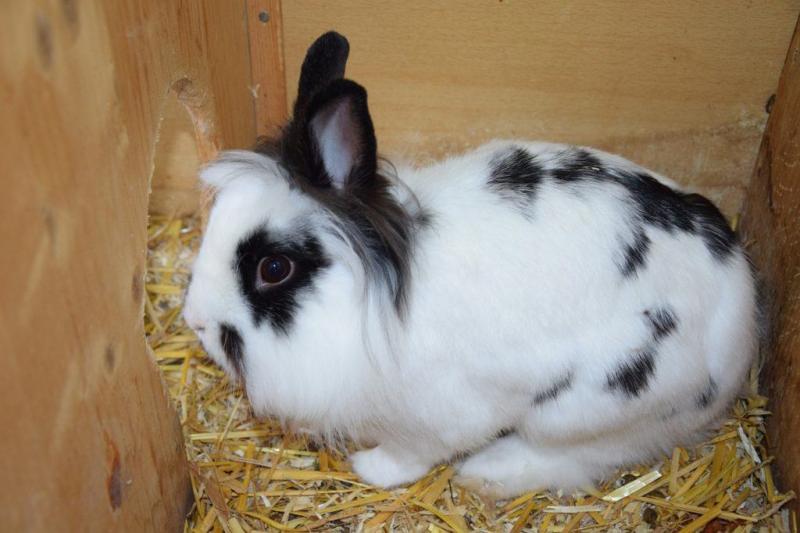 20. Mini Rex