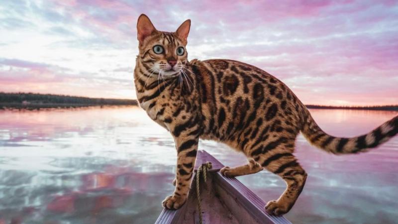10 ras kotów, które uwielbiają wodę (ze zdjęciami)