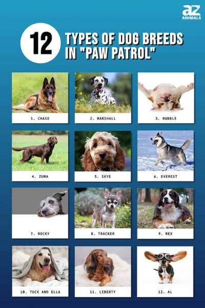 Jakiej rasy psem jest Rocky z Paw Patrol? Fakty o znanych postaciach telewizyjnych