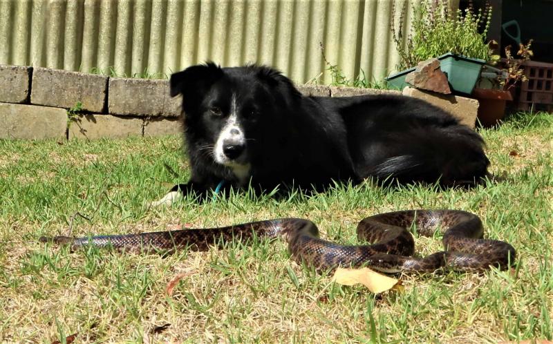 Jak trzymać psy z dala od węży