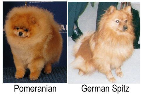 Szpic niemiecki vs Pomeranian: Wyjaśnienie różnic (ze zdjęciami)