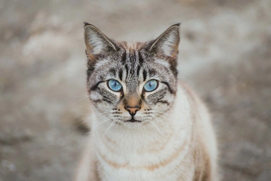 Temperament i inteligencja Ojos Azules