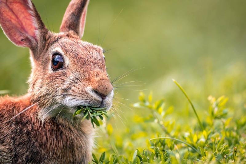 Czy króliki są roślinożerne? Dieta i fakty dotyczące zdrowia