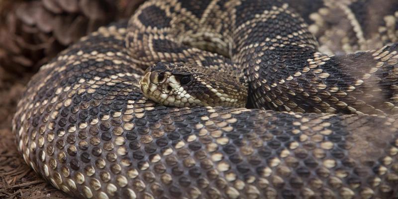 1. Gopher Snake 