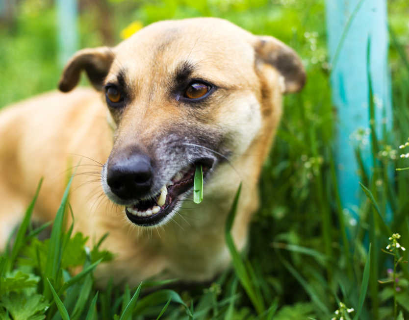 Dlaczego mój pies je trawę i burczy mu w brzuchu? 5 powodów