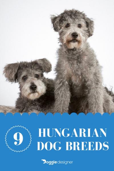 9 węgierskich ras psów, które pochodzą z Węgier (ze zdjęciami)