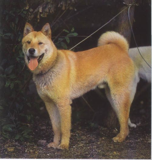 Temperament i inteligencja Akita Chow Mix