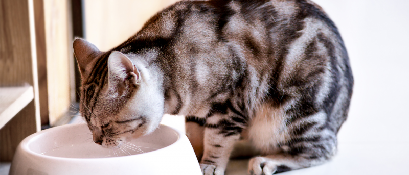 Czy kocięta mogą pić mleko? Fakty żywieniowe i często zadawane pytania