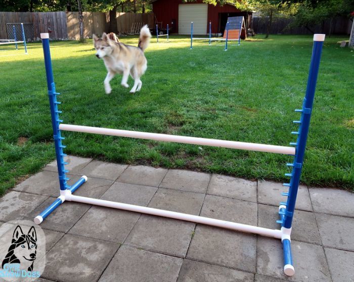 4. Pet DIY Dog Agility Course