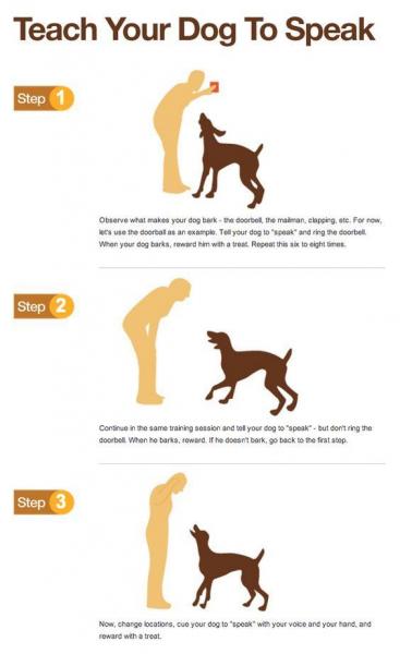 Jak wytresować psa, by zachowywał się w hotelu: 8 porad i wskazówek
