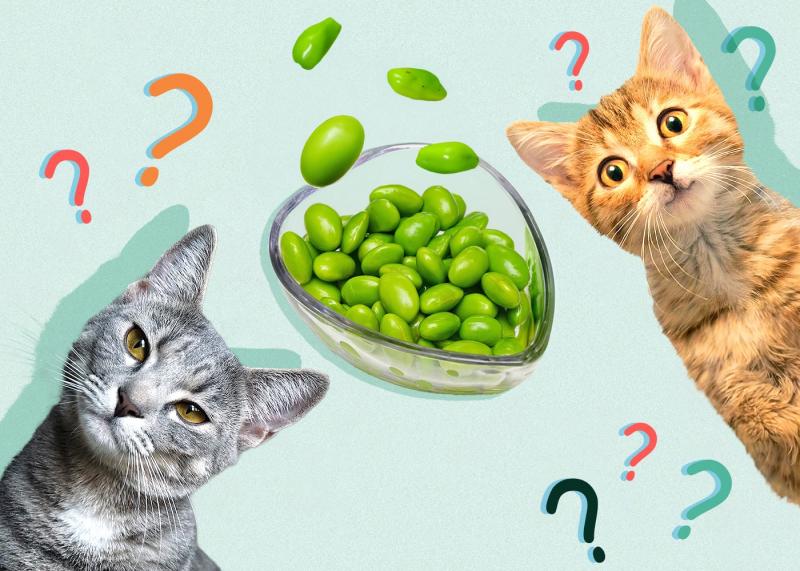 Co się stanie, jeśli mój kot zje trochę edamame?