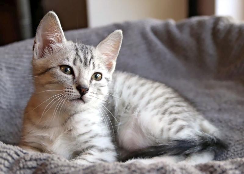 Rasa kotów egipskich Mau: Sprawdzone przez weterynarza informacje, cechy i zdjęcia