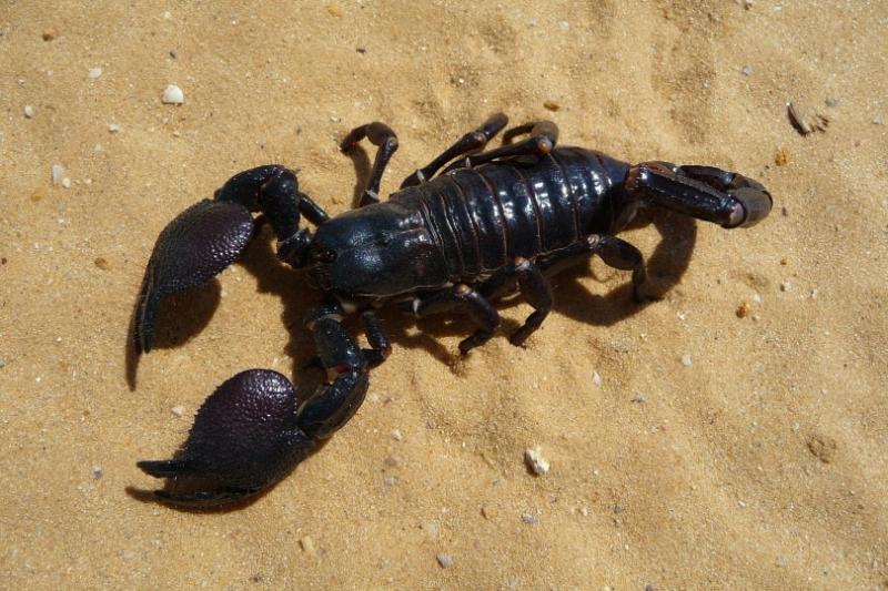 7. Skorpion z jawajskiej dżungli