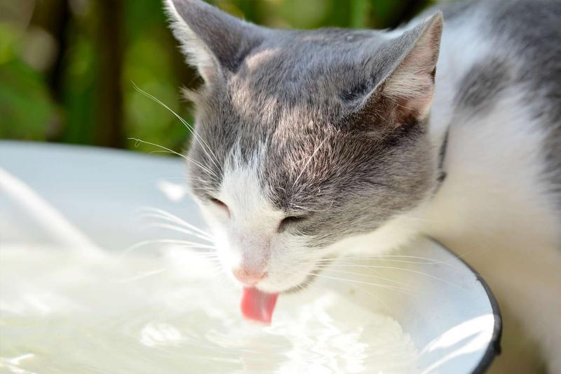 P: Jak zachęcić kota do picia większej ilości wody?