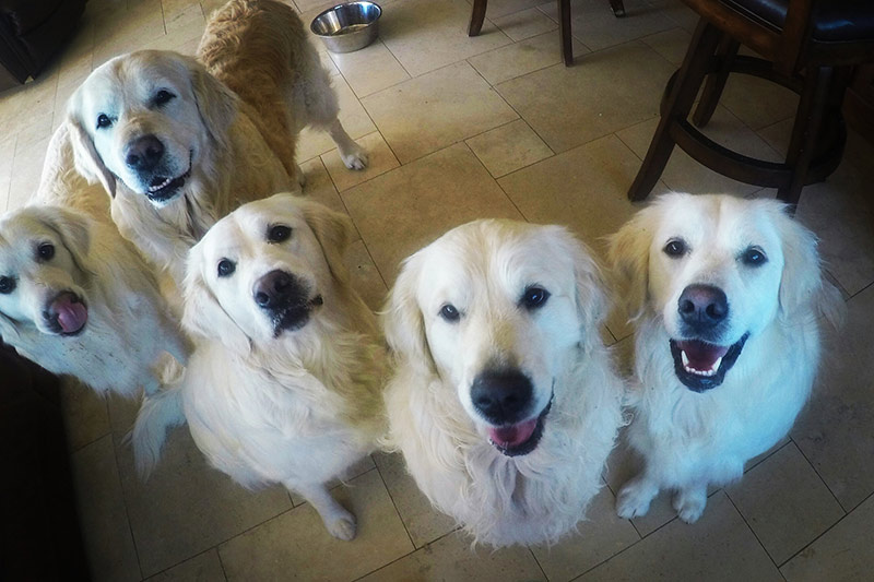 Amerykańskie i angielskie golden retrievery: Jaka jest różnica? (ze zdjęciami)