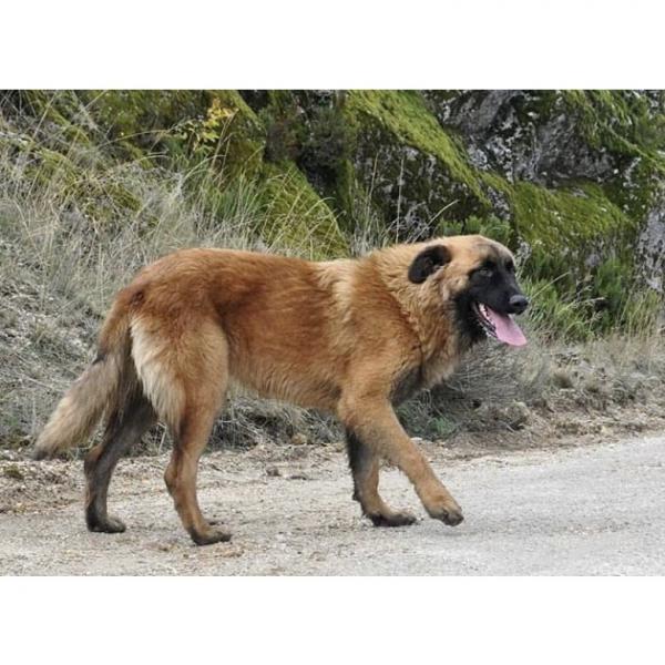 Co warto wiedzieć, posiadając psa rasy Estrela Mountain Dog: