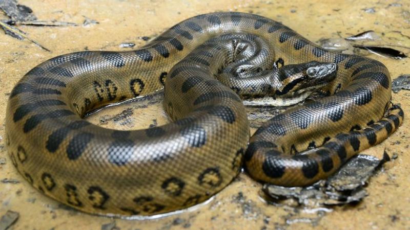 7 największych węży na świecie